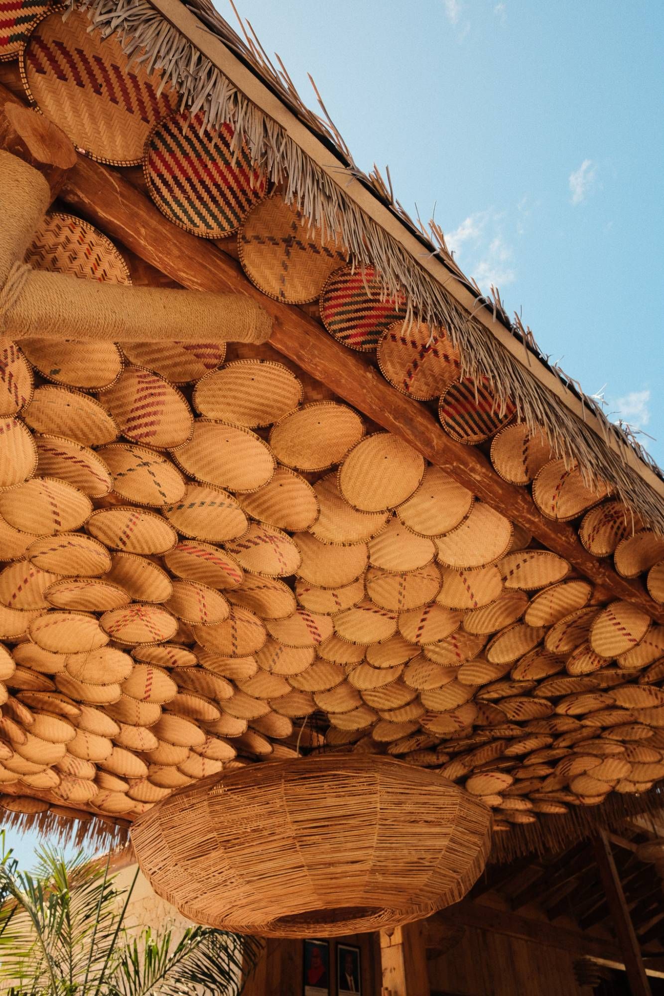 Rattan & palm